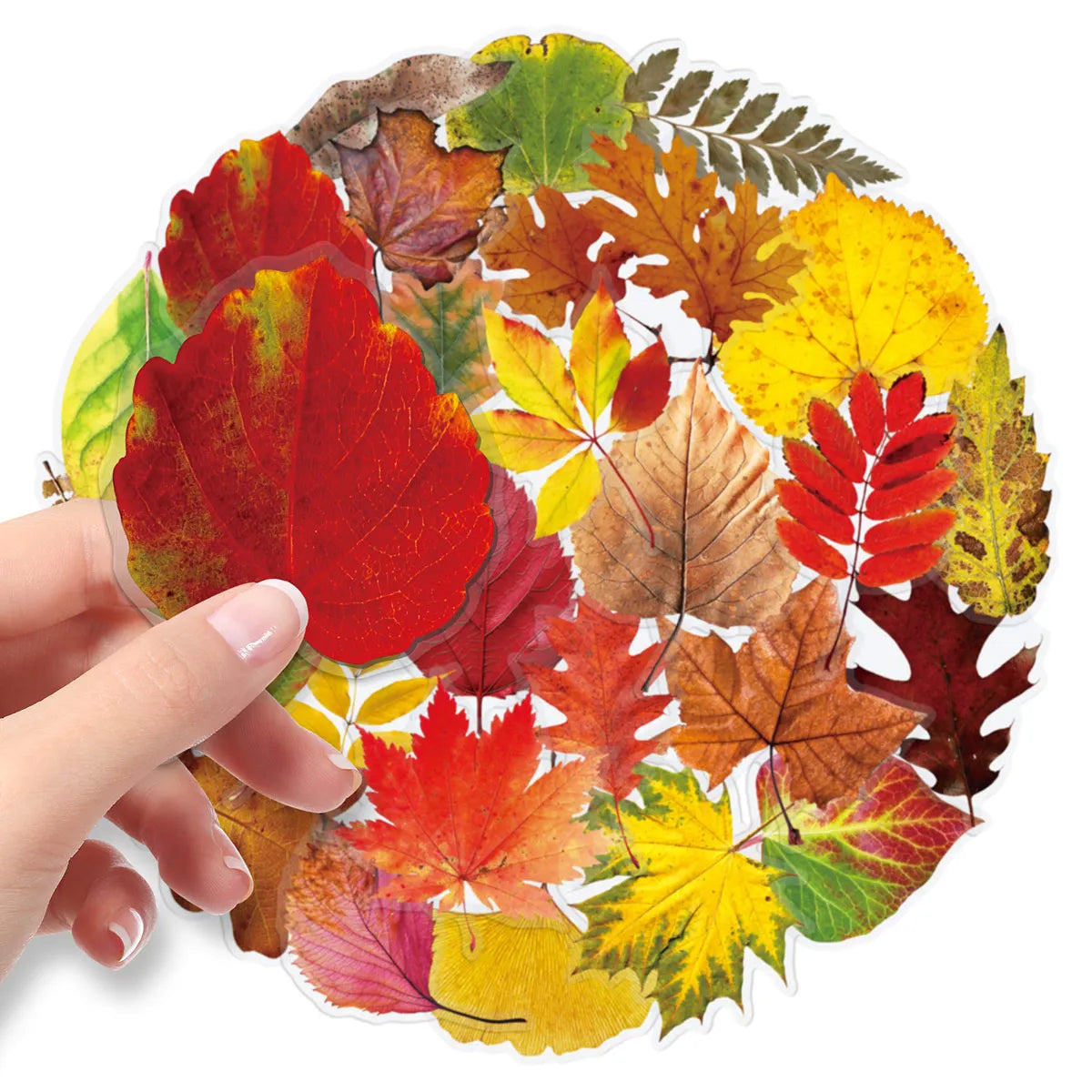 50-Piece Autumn Leaf Sticker Set – Maple & Oak