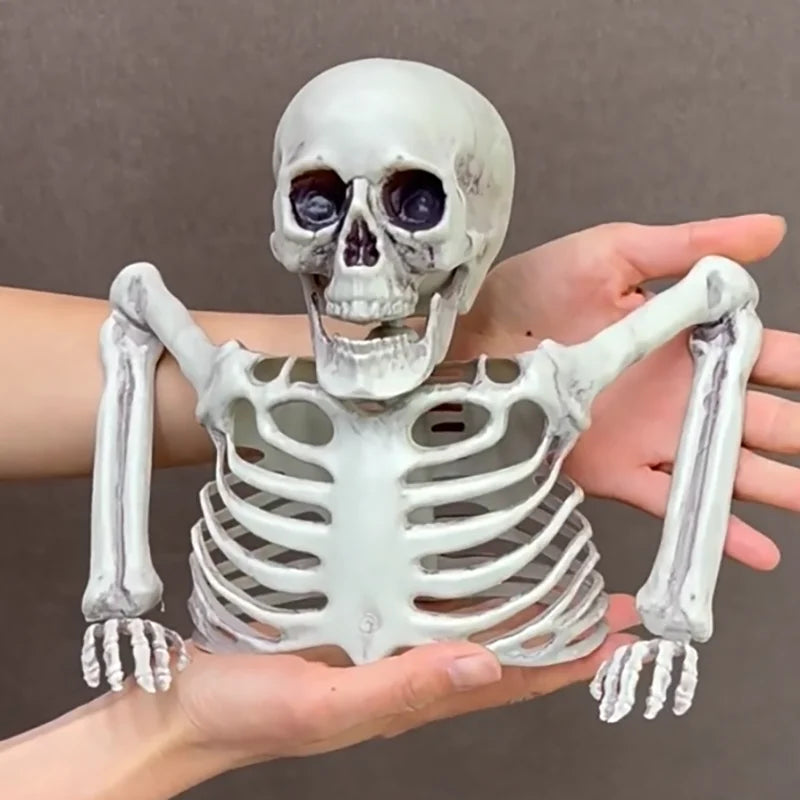 Half-Body Skeleton Halloween Prop – 2 Styles